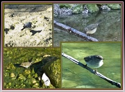11th Feb 2012 - CHADWICK LAKES (11) – Birds