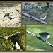CHADWICK LAKES (11) – Birds by sangwann