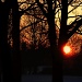 Winter Morning Sun by tonygig