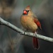 Female Cardinal by vernabeth