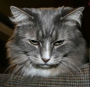 11th Feb 2012 - Annoyed kitty