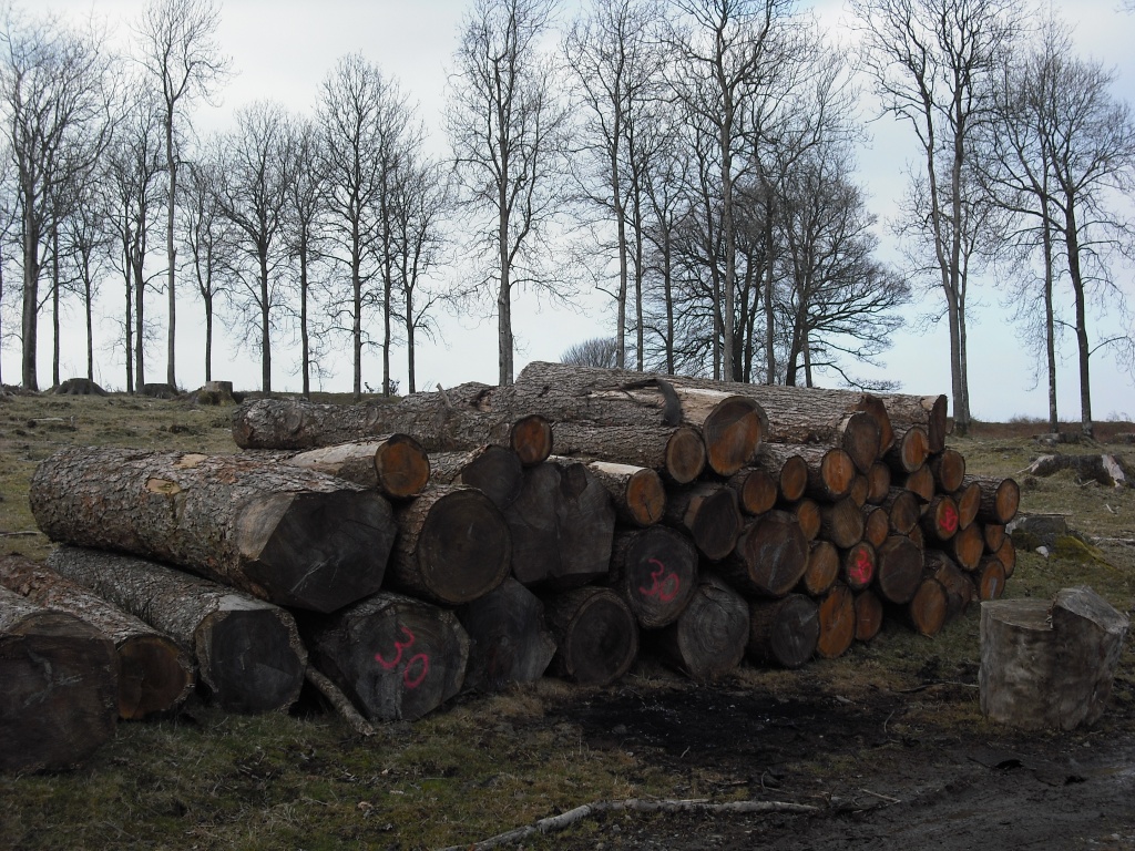 Wood near Burrator  by jennymdennis