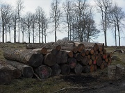 11th Feb 2012 - Wood near Burrator 