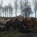 Wood near Burrator  by jennymdennis