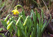 11th Feb 2012 - Spring is Coming First Narcissis
