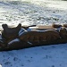 Carved bench by the stable block at Hardwick Hall by clairecrossley