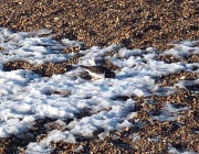 5th Feb 2015 - Turnstone