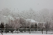 11th Feb 2012 - The Flock