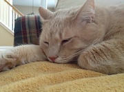 7th Feb 2012 - Cat Nap