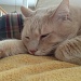 Cat Nap by kdrinkie