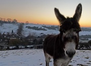 11th Feb 2012 - sunset donkey ("we're waiting......")