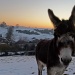 sunset donkey ("we're waiting......") by jantan