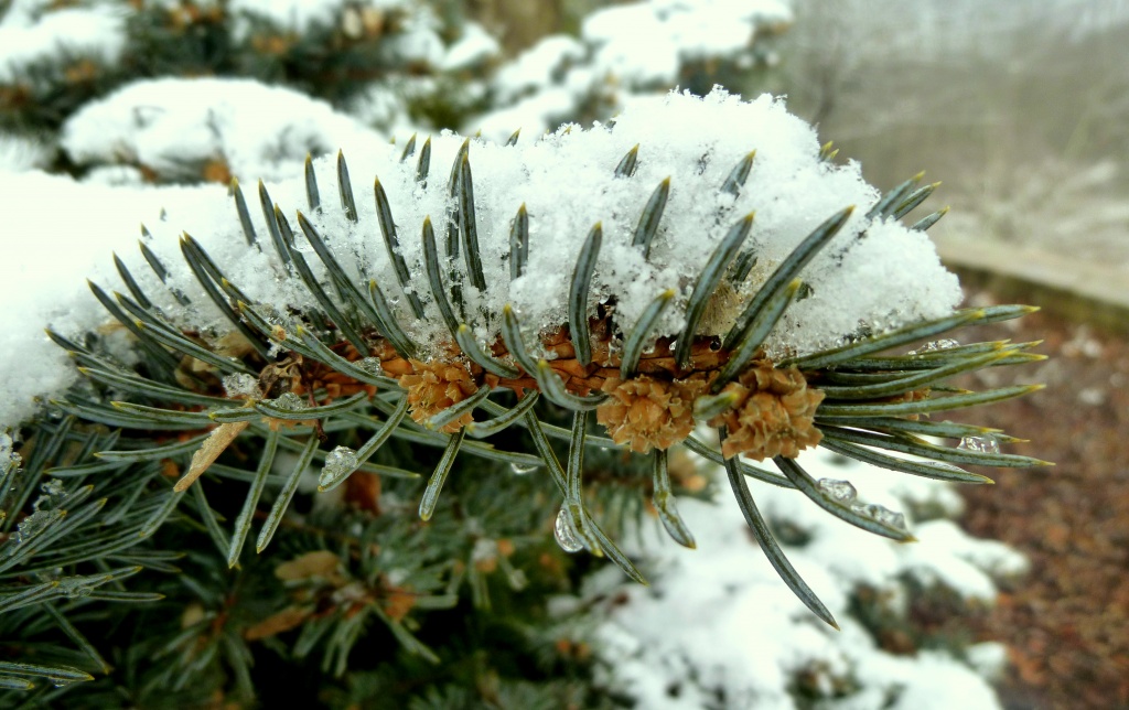 Conifer dusted with snow by calm