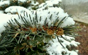 11th Feb 2012 - Conifer dusted with snow