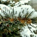 Conifer dusted with snow by calm