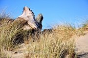 8th Feb 2012 - Driftwood And Dunes