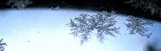 11th Feb 2012 - Frost pattern - like a snowflake
