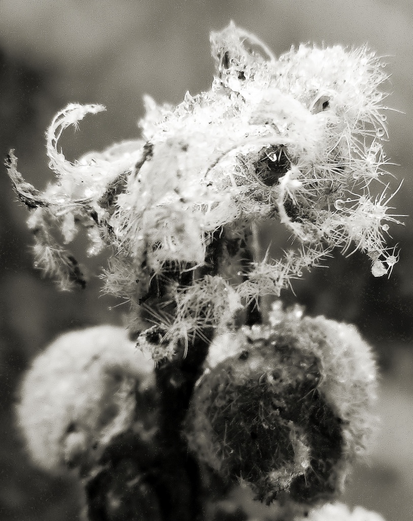 hollyhock seed pods by itsonlyart