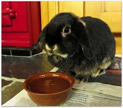 12th Feb 2012 - Rabbit No. 2