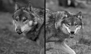 11th Feb 2012 - Wolf Diptych