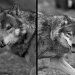 Wolf Diptych by netkonnexion