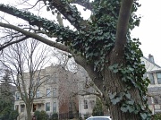 7th Feb 2012 - Chicago's Famous Ivy