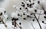 12th Feb 2012 - Snow berries
