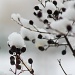 Snow berries by kdrinkie