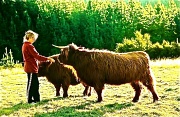 13th Feb 2012 - Highland beasties