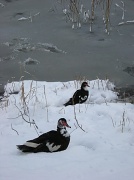 13th Feb 2012 - Our ducks