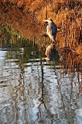 2nd Feb 2012 - Another Heron