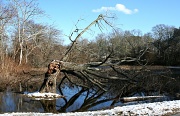 12th Feb 2012 - Marsh Reflections