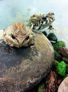 6th Feb 2012 - Frog and Toad
