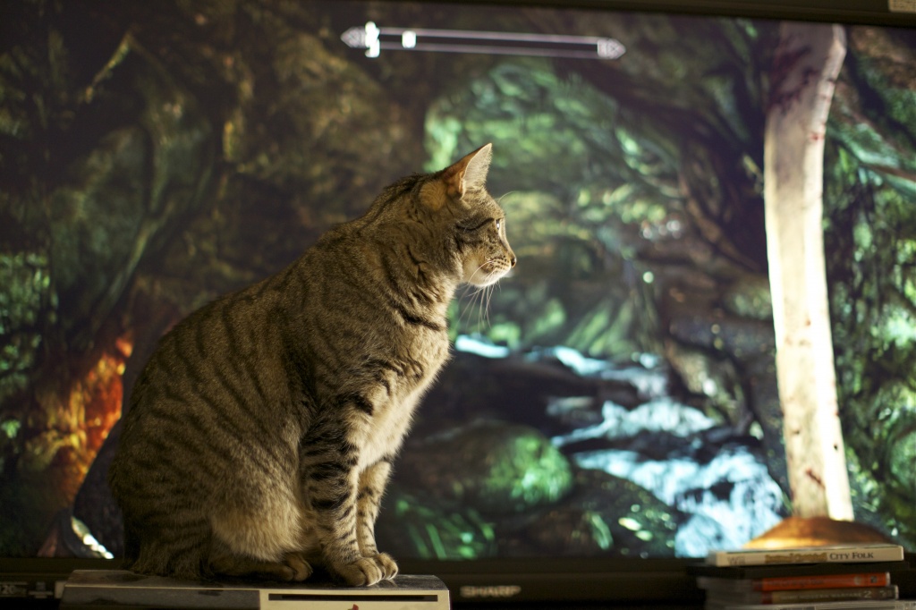 Cat on a Hot PS3 by robv