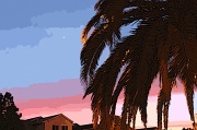 1st Feb 2012 - Sunset Through the Palm