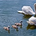 Swan lake by vikdaddy