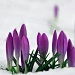Crocuses in snow  by seanoneill