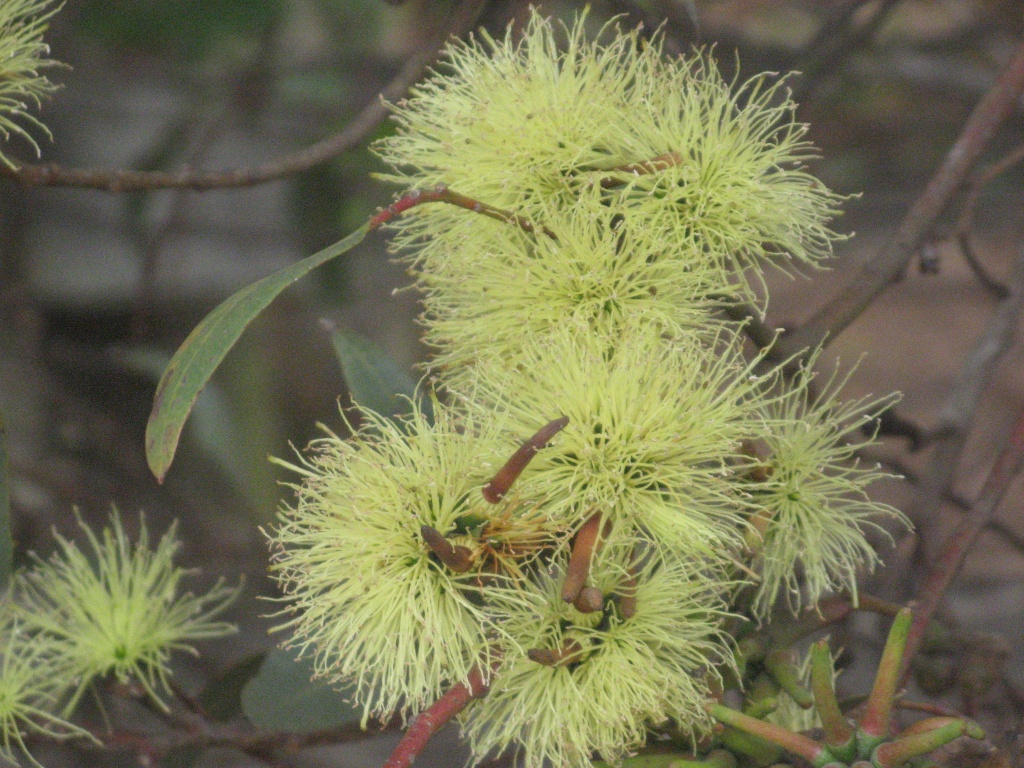 Eucalypt -Flowering Gum - Nutans by marguerita