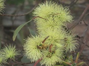 10th Feb 2012 - Eucalypt -Flowering Gum - Nutans