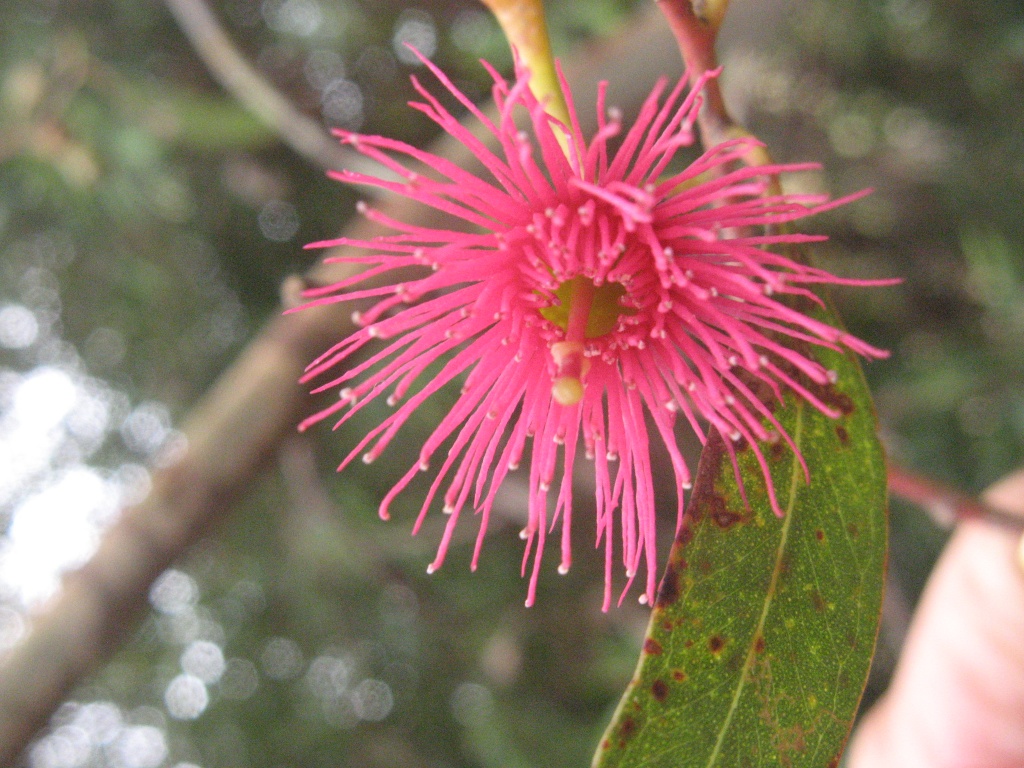 Eucalypt - Flowering Gum - Rosa by marguerita