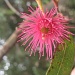 Eucalypt - Flowering Gum - Rosa by marguerita