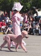 13th Feb 2012 - Pink Poodle