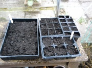13th Feb 2012 - Broad beans and cauliflowers planted. 