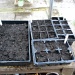 Broad beans and cauliflowers planted.  by jennymdennis