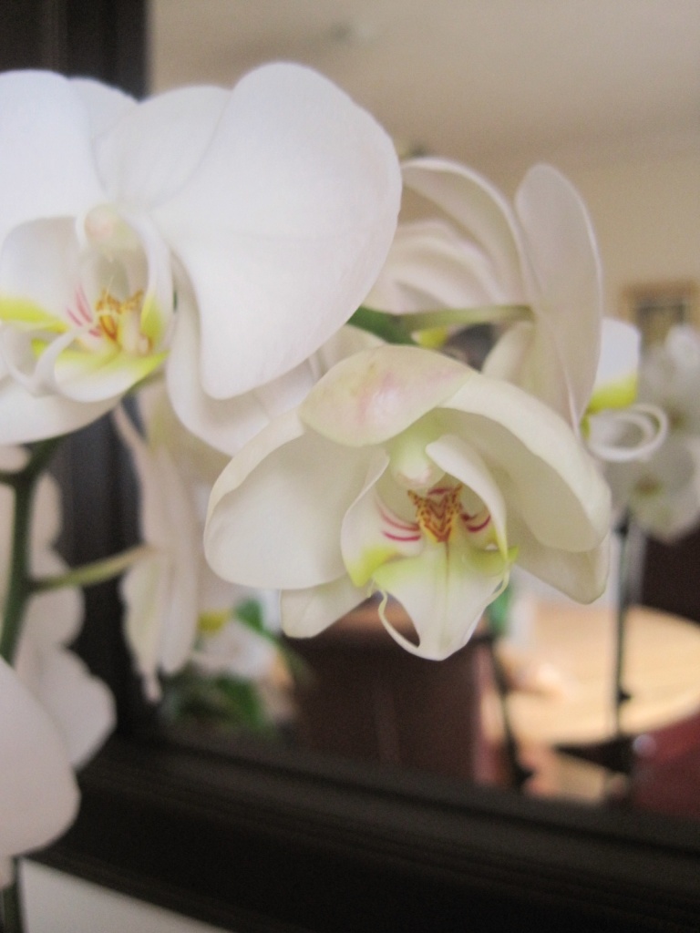 OK this is definitely the very, very last orchid photo by quietpurplehaze