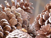 13th Feb 2012 - Pine Cone Texture...