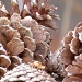 Pine Cone Texture... by marlboromaam