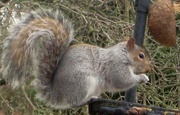 13th Feb 2012 - Nuts about the squirrel!
