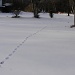 Footprints in the Snow by julie
