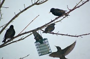 13th Feb 2012 - The starving starlings